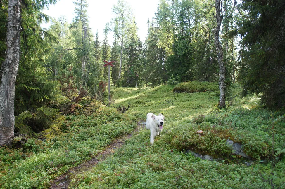 Klicka för att förstora