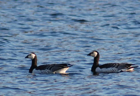 Den ensamme mannen och havet.