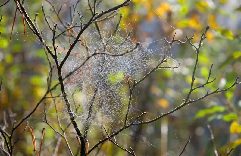Klicka för att förstora