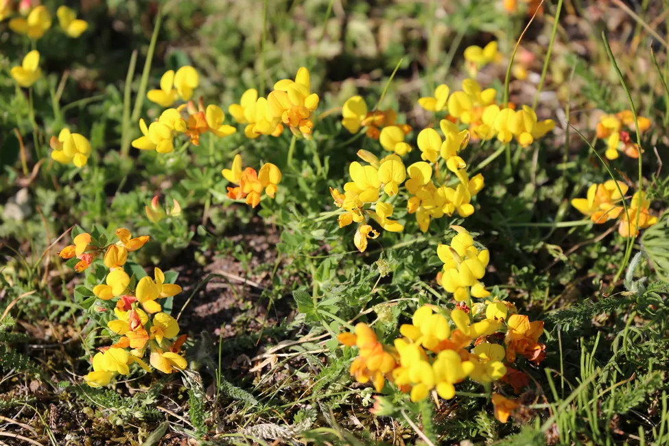 Klicka för att förstora