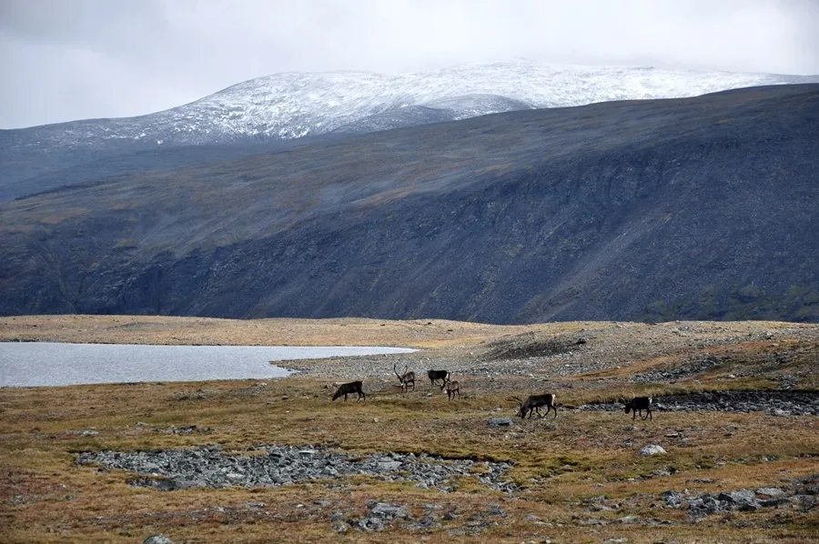 Klicka för att förstora