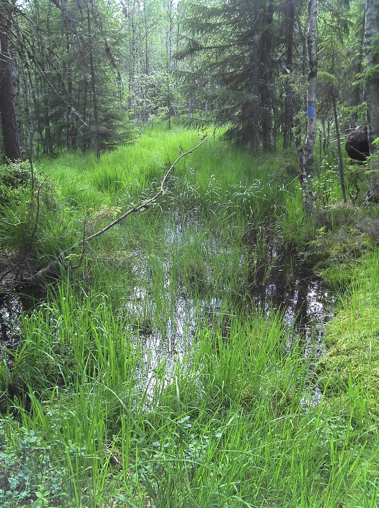 Klicka för att förstora