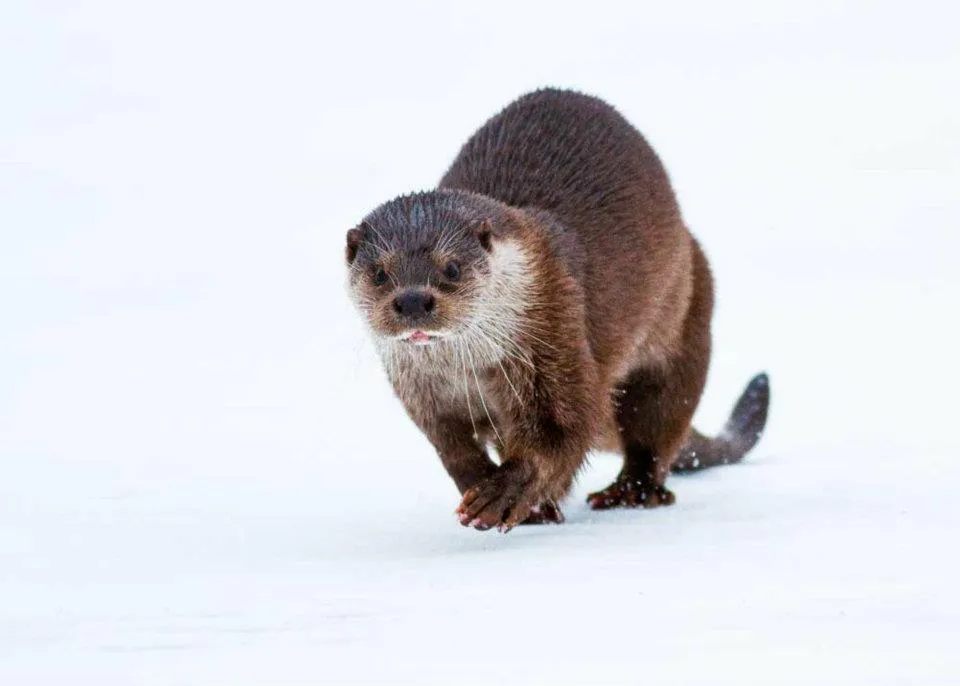Klicka för att förstora