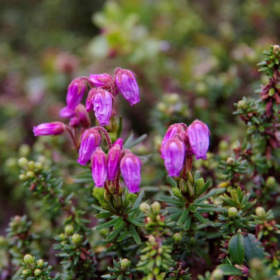 Klicka för att förstora