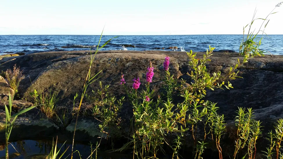 Klicka för att förstora