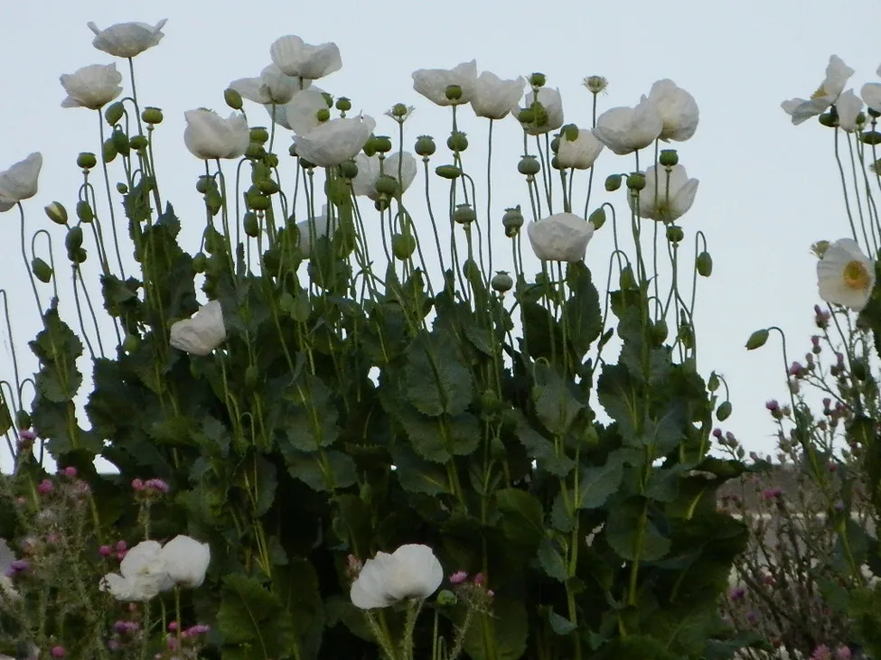 Klicka för att förstora