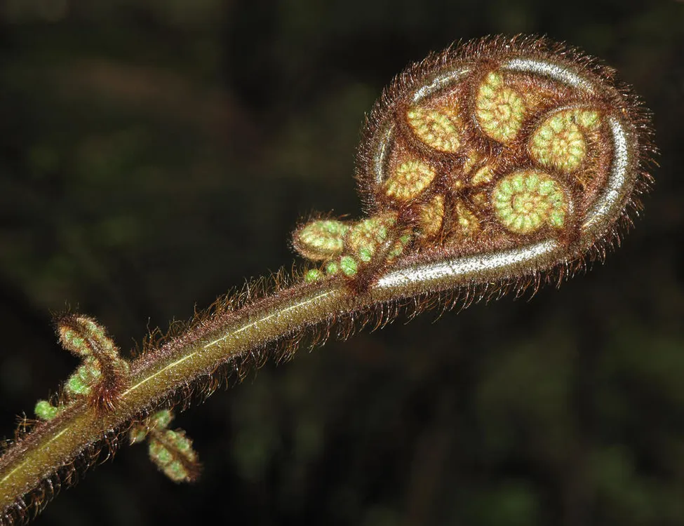 Klicka för att förstora