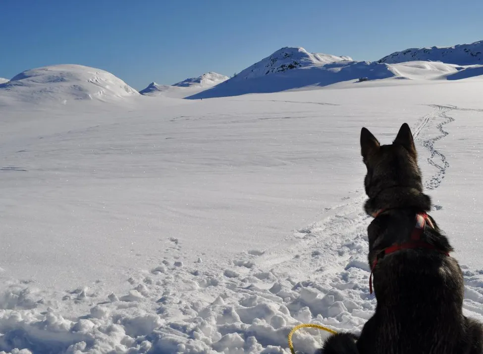 Klicka för att förstora