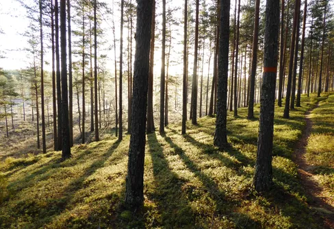Vandring längs Nittälven 12: Summering