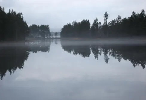 Härligt kurragömma-race i svampskogen...