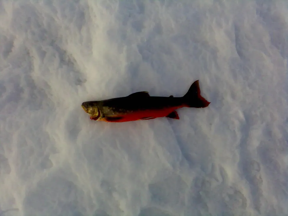 Klicka för att förstora