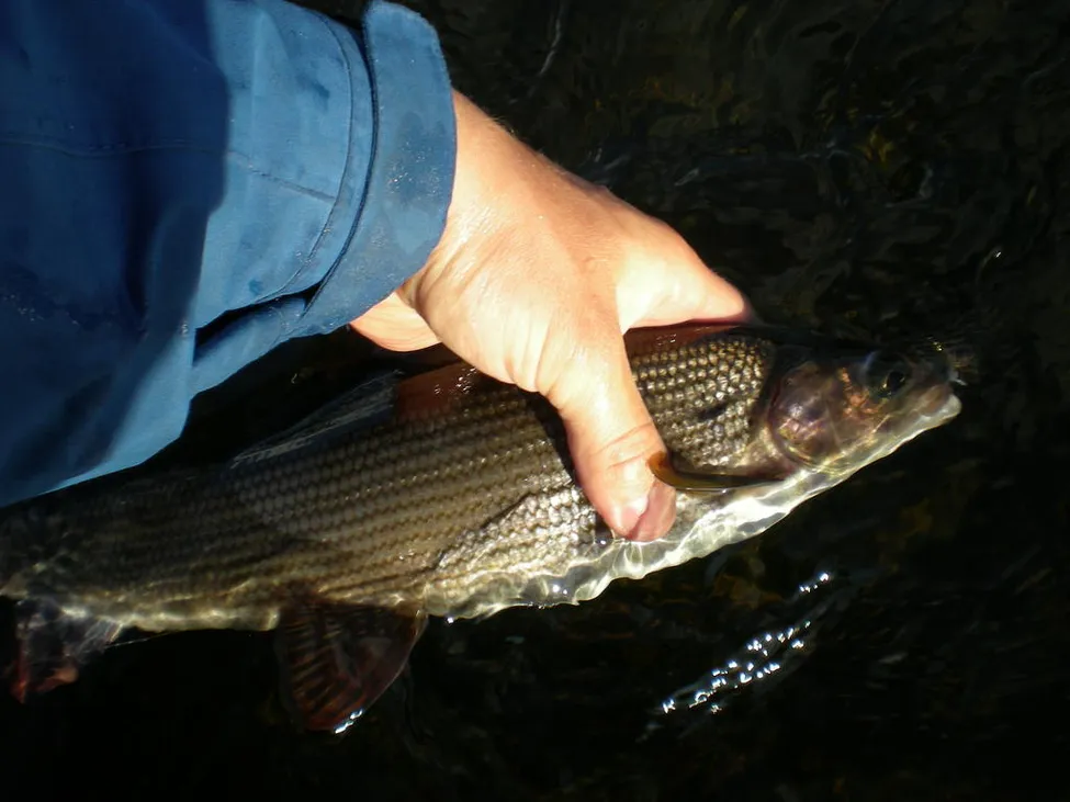 Klicka för att förstora