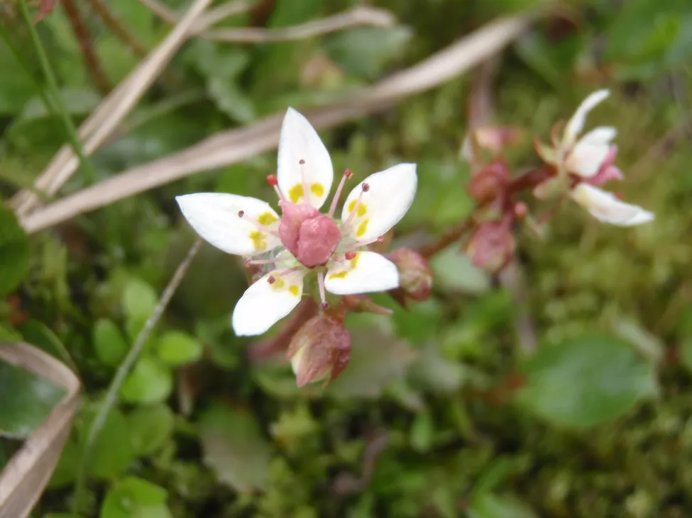 Klicka för att förstora