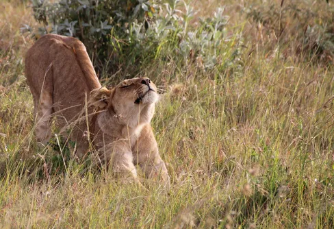 Tips: Så gör du för att uppleva Afrikas bästa safari