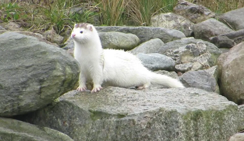 Klicka för att förstora