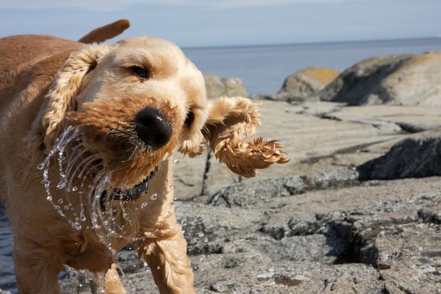 Klicka för att förstora