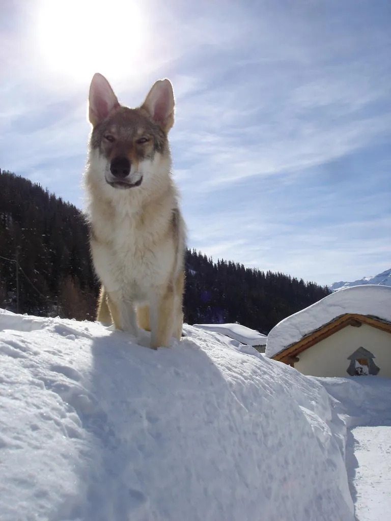 Klicka för att förstora