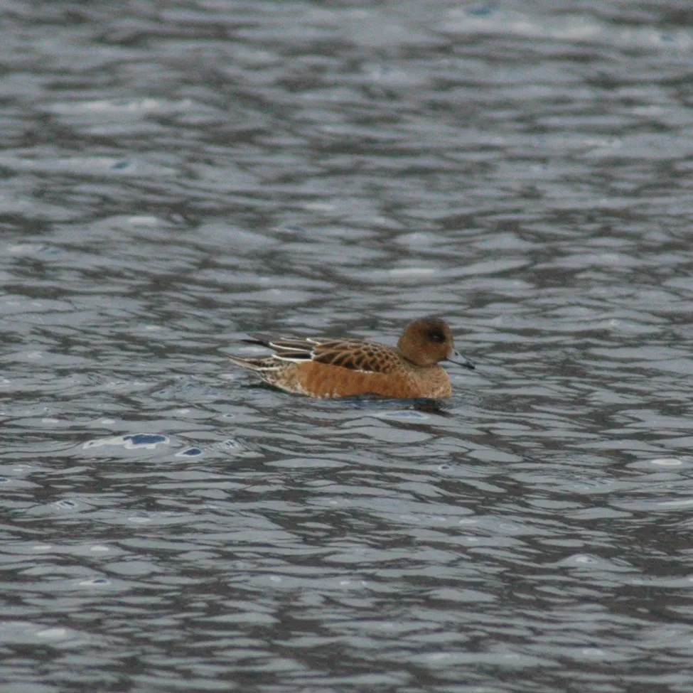 Klicka för att förstora