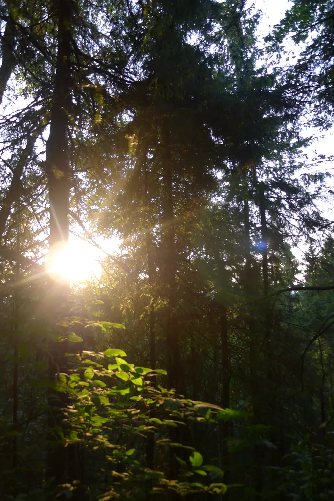 Klicka för att förstora