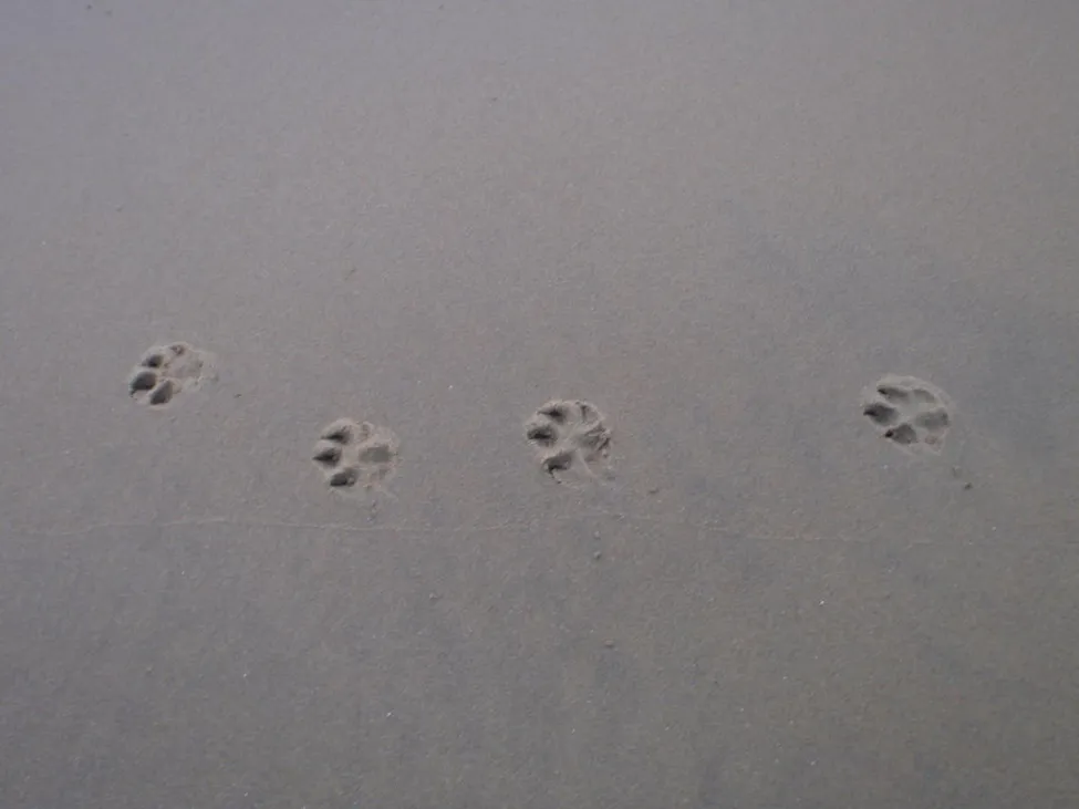 Klicka för att förstora