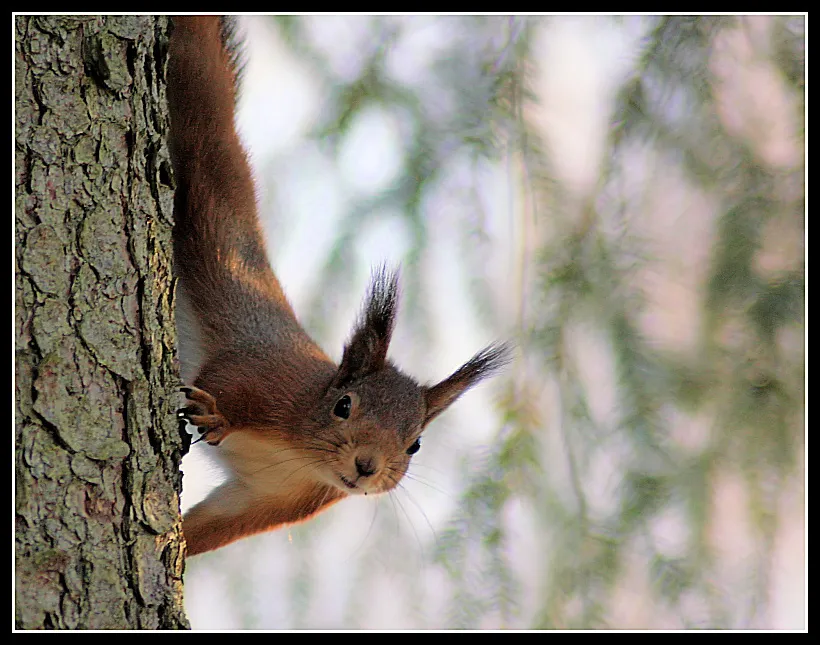 Klicka för att förstora