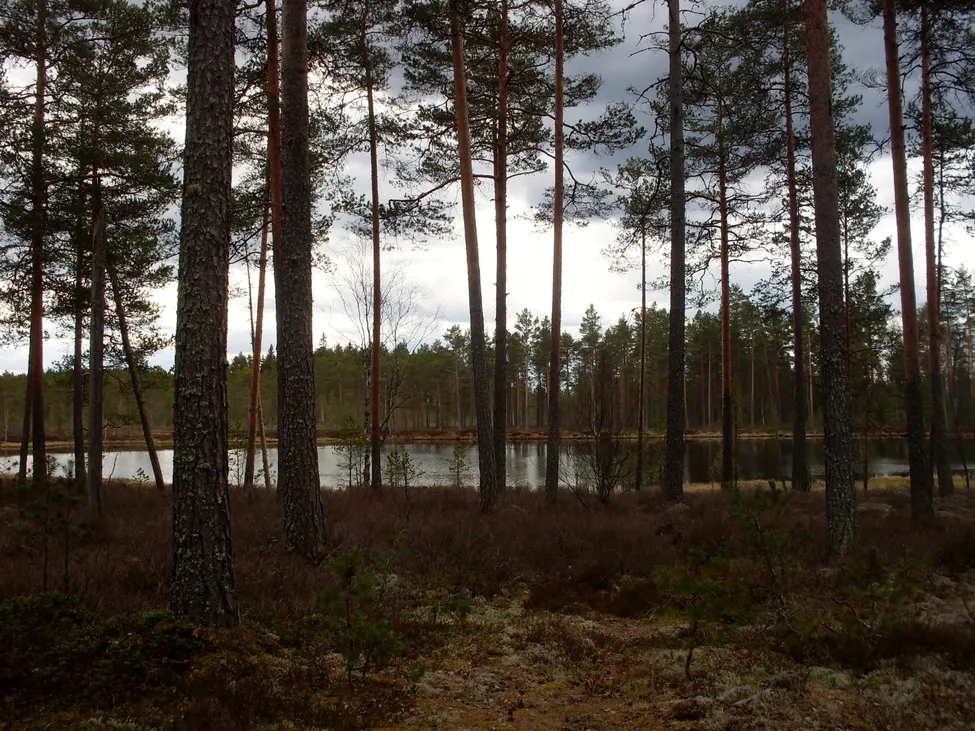 Klicka för att förstora