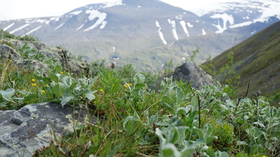 Klicka för att förstora