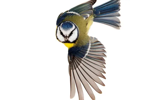 Roine Magnusson utsedd till Årets naturfotograf