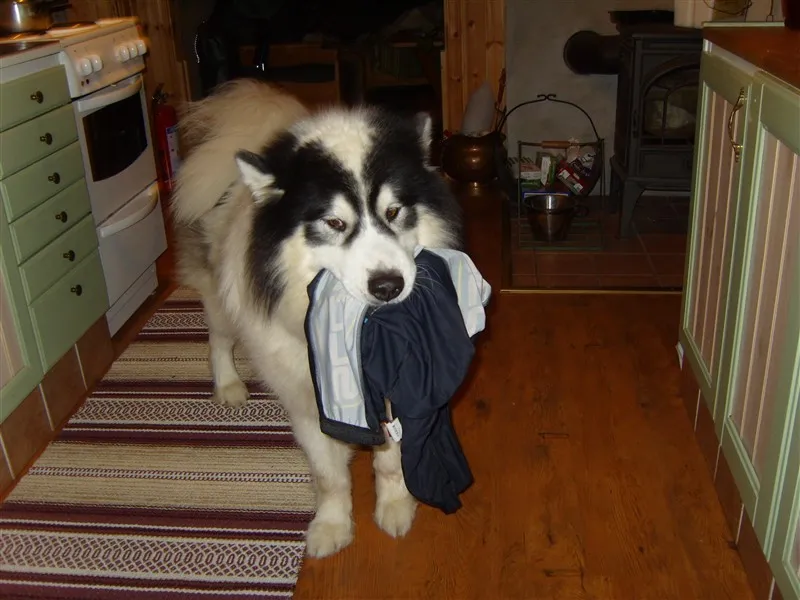 Klicka för att förstora