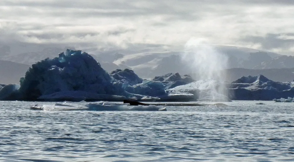 Klicka för att förstora