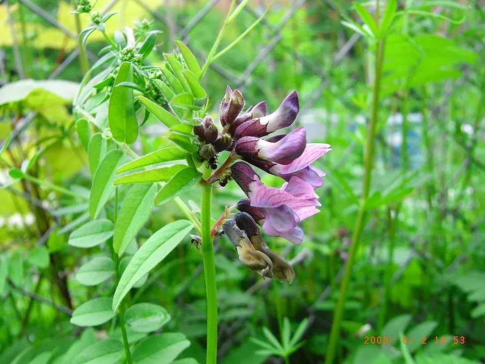 Klicka för att förstora