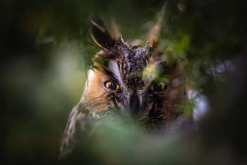 Klicka för att förstora