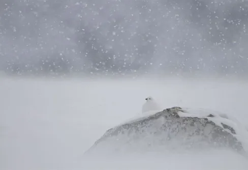 Tusentals djur kan dö efter de extrema skyfallen i fjällen
