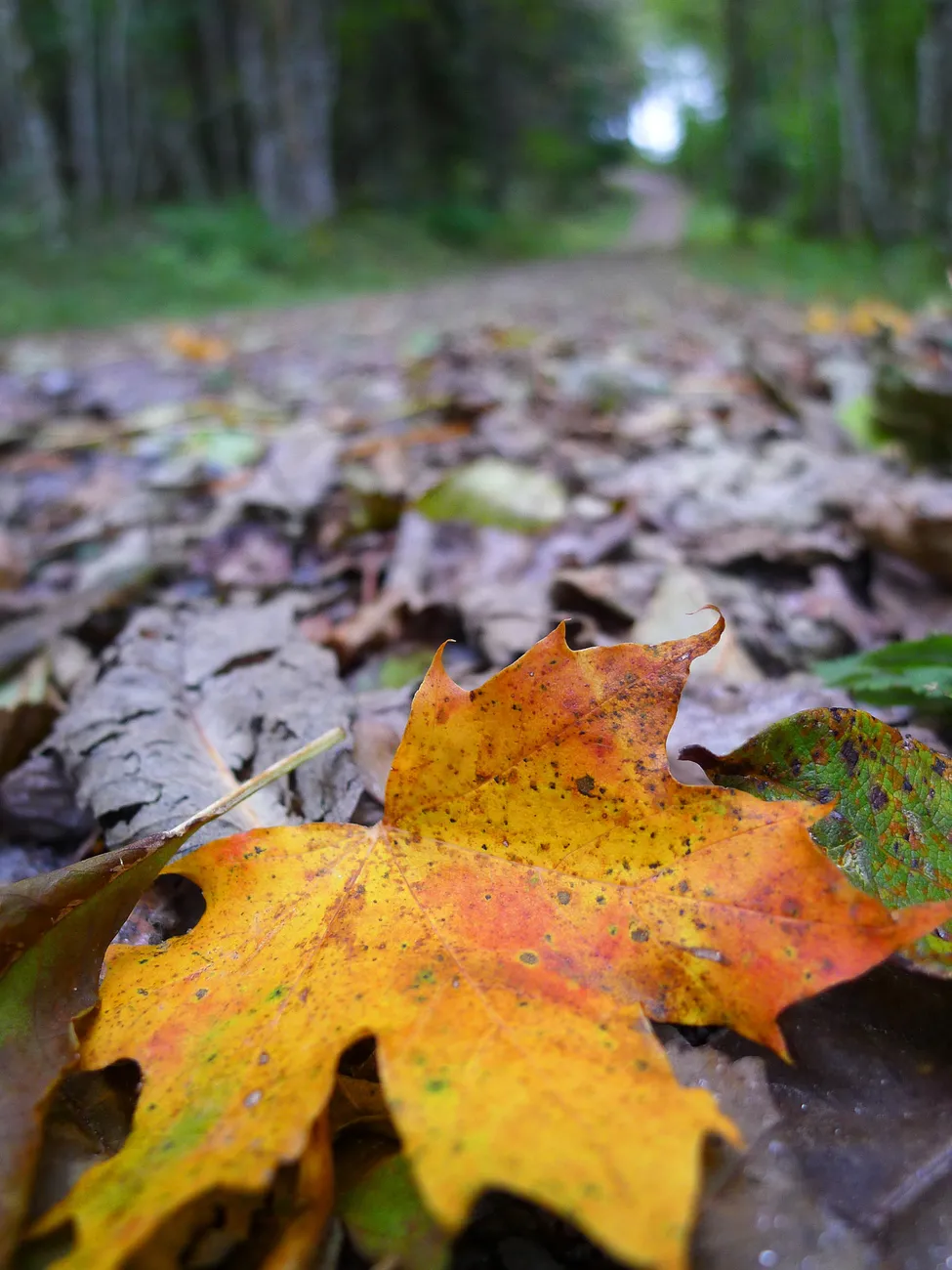 Klicka för att förstora