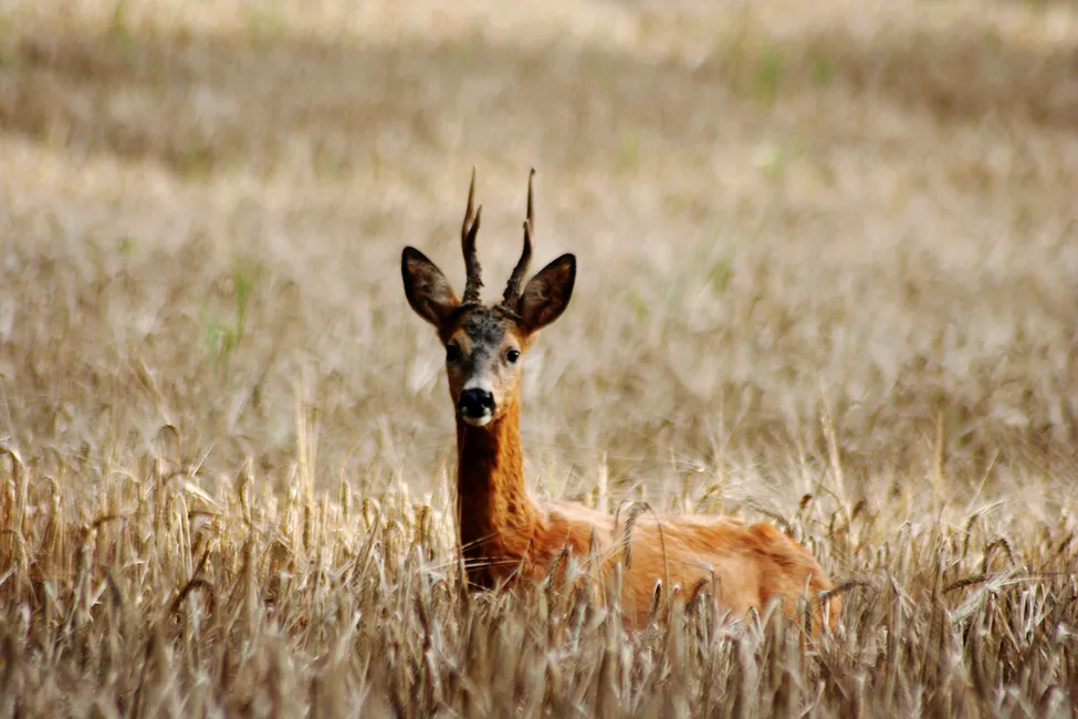 Klicka för att förstora