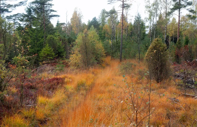 Klicka för att förstora