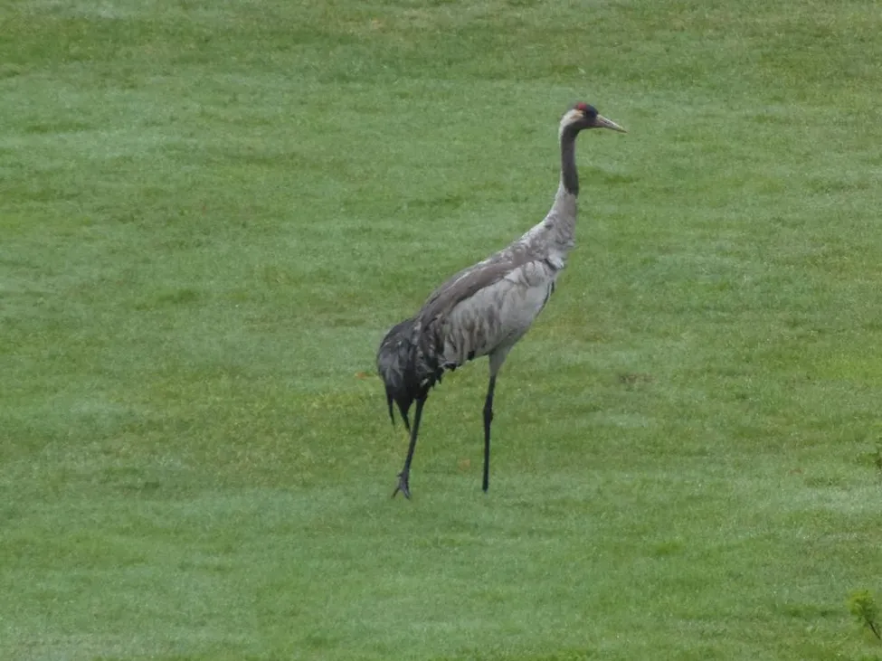 Klicka för att förstora