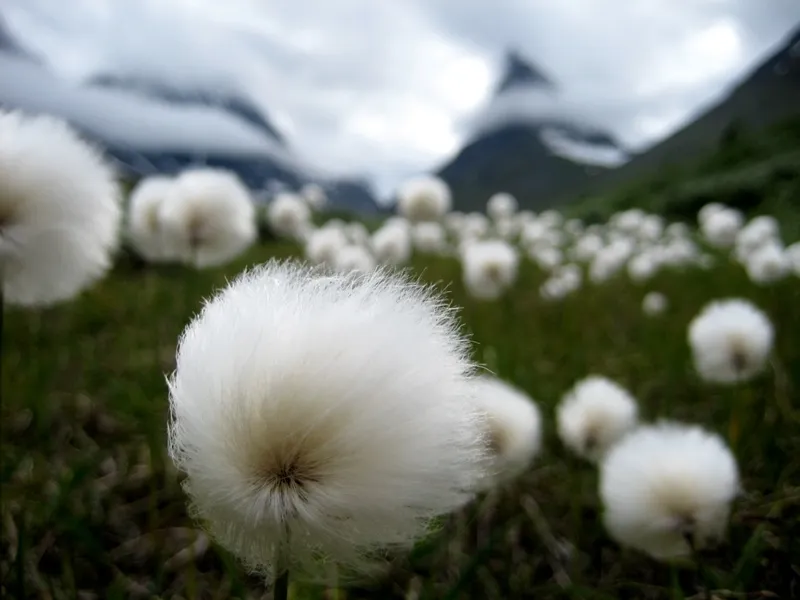 Klicka för att förstora