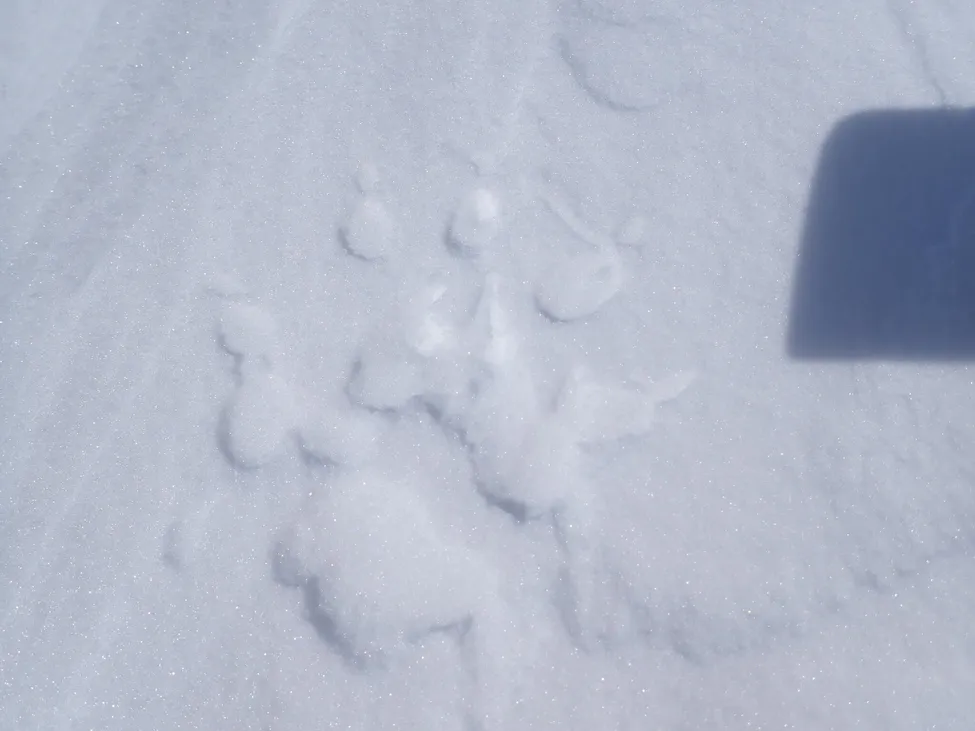 Klicka för att förstora