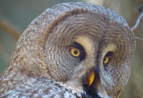 Bland lappugglor i Västmanland