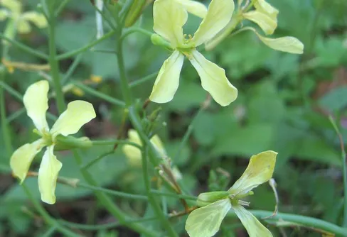 Varmare klimat förändrar Skånes flora