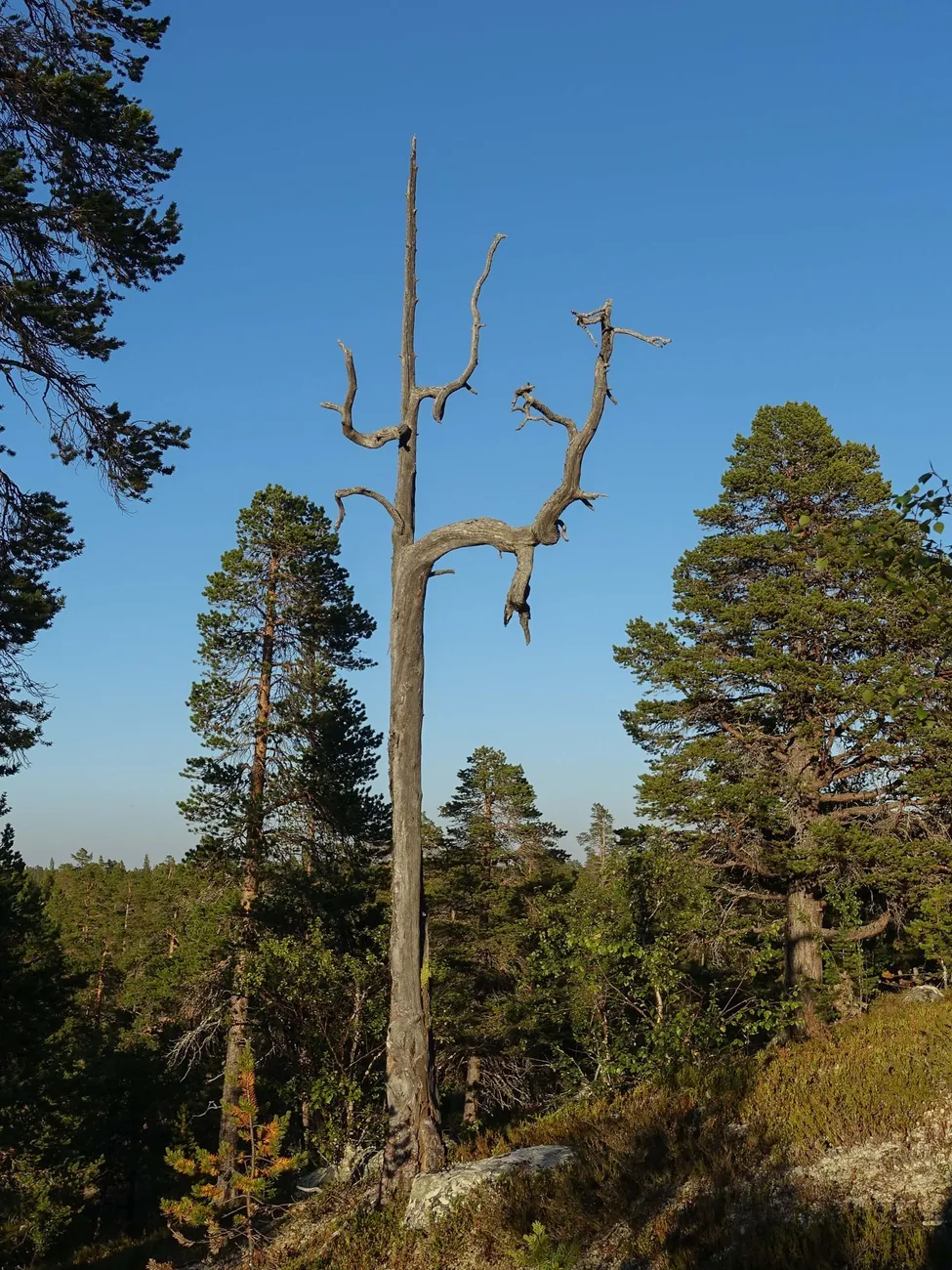 Klicka för att förstora
