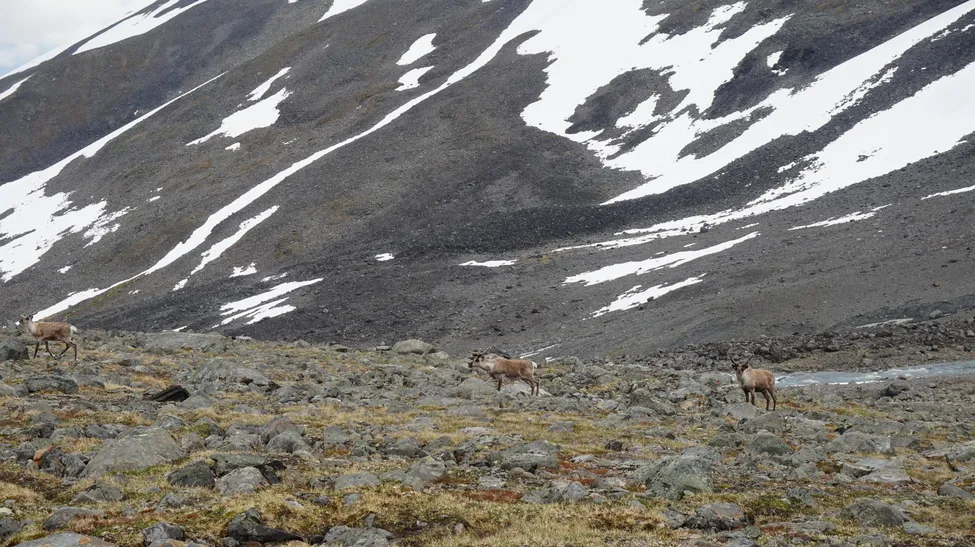 Klicka för att förstora