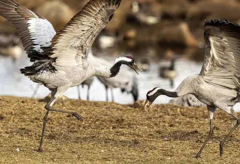 Se trandansen vid Hornborgasjön hemifrån
