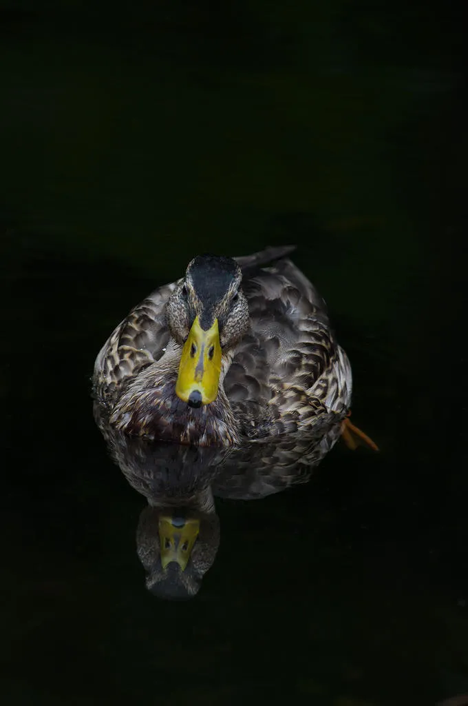 Klicka för att förstora