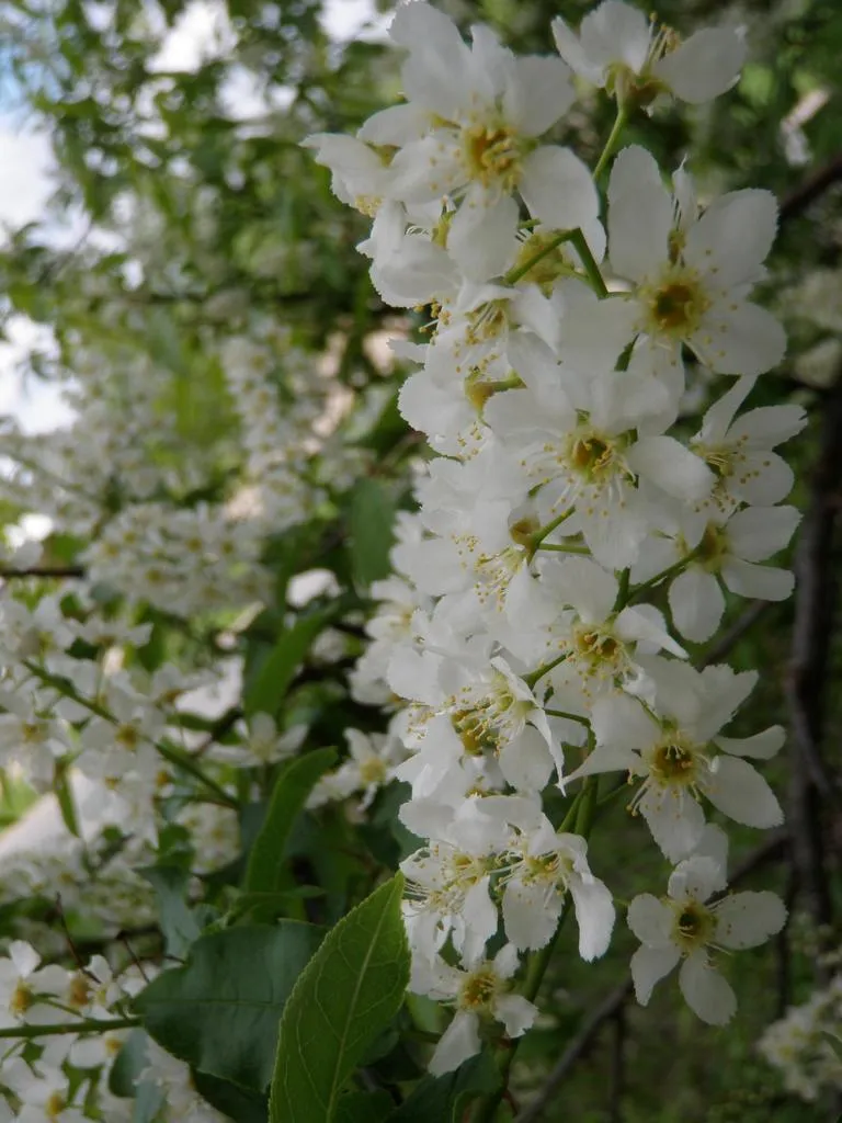 Klicka för att förstora