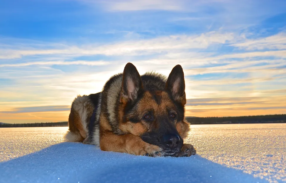 Klicka för att förstora