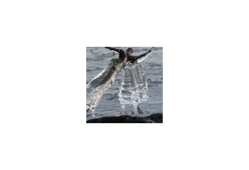 Vinnarna i fototävlingen