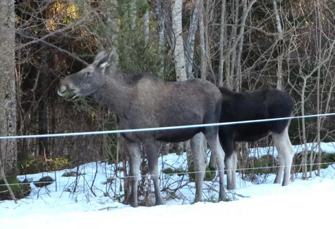 Vi letar tretå i Garphyttan