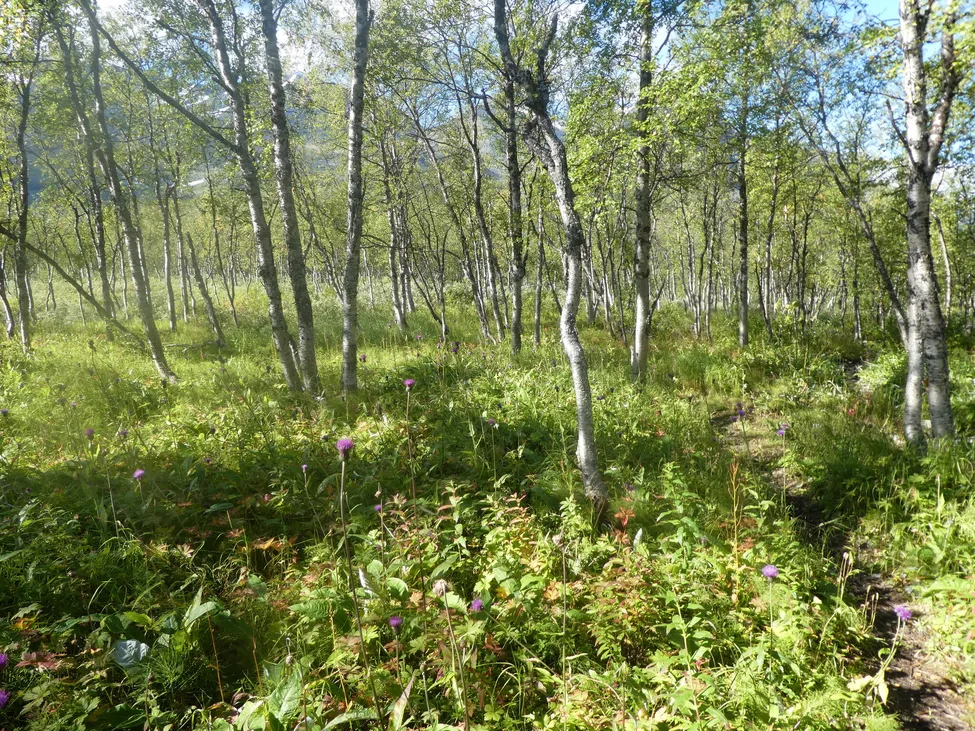 Klicka för att förstora